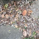 Business 21 image BATTLE IT ALL Yard Cleaning in Baltimore MD