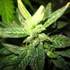 Business 8 image BAYQUEEN DELIVERY Weed Delivery in Oakland CA