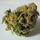 Business 12 image BAYQUEEN DELIVERY Weed Delivery in Oakland CA