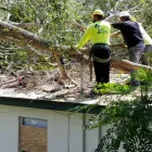Business 1 image BEDFORD TREE SERVICE COMPANY Tree Service in Bedford TX