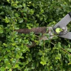 Business 3 image BEDFORD TREE SERVICE COMPANY Tree Service in Bedford TX