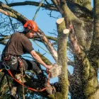 Business 4 image BEDFORD TREE SERVICE COMPANY Tree Service in Bedford TX
