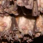 Business 1 image BEE BAT & BIRD MEN Animal Control Service in Richmond VA