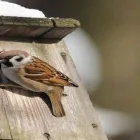Business 2 image BEE BAT & BIRD MEN Animal Control Service in Richmond VA