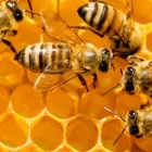 Business 3 image BEE BAT & BIRD MEN Animal Control Service in Richmond VA