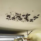 Business 3 image BEST AMERICAN BUILDERS INC Mold Testing & Removal in Sherman Oaks CA