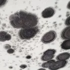 Business 16 image BEST AMERICAN BUILDERS INC Mold Testing & Removal in Sherman Oaks CA