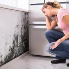Business 27 image BEST AMERICAN BUILDERS INC Mold Testing & Removal in Sherman Oaks CA