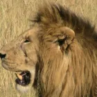 Business 1 image BEST CAMPING TOURS & SAFARIS LIMITED Travel Agency in Los Angeles CA