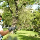 Business 1 image BIG APPLE TREE SERVICE in New York City NY