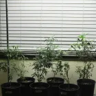 Business 14 image BIG BUDS CANNABIS CO. in Oklahoma City OK