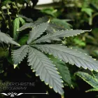 Business 17 image BIG BUDS CANNABIS CO. in Oklahoma City OK