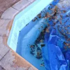 Business 8 image BIG WAVE POOL SERVICE in Yorba Linda CA