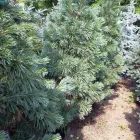 Business 2 image BLADES LAWN CARE CO. Lawn Care Service in Lincoln NE