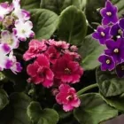 Business 1 image BLOSSOM BOKAY FLORIST Wedding Services in Deltona FL