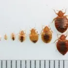 Business 3 image BOBBI RAY'S TERMITE & PEST CONTROL Termite Control in Oklahoma City OK