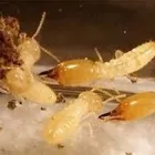 Business 4 image BOBBI RAY'S TERMITE & PEST CONTROL Termite Control in Oklahoma City OK