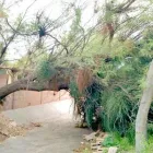 Business 1 image BRANCHING OUT TREE SERVICE Tree Trimming Service in Tucson AZ