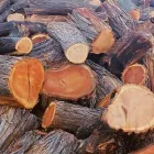 Business 2 image BRANCHING OUT TREE SERVICE Tree Trimming Service in Tucson AZ