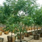 Business 3 image BRANCHING OUT TREE SERVICE Tree Trimming Service in Tucson AZ