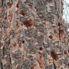 Business 4 image BRANCHING OUT TREE SERVICE Tree Trimming Service in Tucson AZ