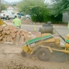 Business 6 image BRANCHING OUT TREE SERVICE Tree Trimming Service in Tucson AZ