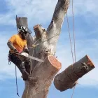 Business 7 image BRANCHING OUT TREE SERVICE Tree Trimming Service in Tucson AZ