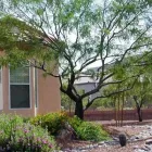 Business 8 image BRANCHING OUT TREE SERVICE Tree Trimming Service in Tucson AZ