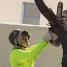 Business 9 image BRANCHING OUT TREE SERVICE Tree Trimming Service in Tucson AZ