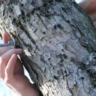 Business 10 image BRANCHING OUT TREE SERVICE Tree Trimming Service in Tucson AZ