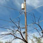 Business 11 image BRANCHING OUT TREE SERVICE Tree Trimming Service in Tucson AZ