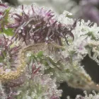 Business 3 image BROADWAY CANNABIS MARKET Cannabis cartridges in Portland OR