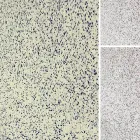 Business 1 image BRONX CARPET CLEANER in Bronx NY