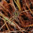 Business 1 image BROOKS EXTERMINATING SERVICE, INC. Pets & Animals in Lincoln NE