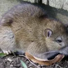 Business 5 image BUG YOU NOT PEST CONTROL AND RODENT REMOVAL Wildlife Nuisance Control in Carrollton TX