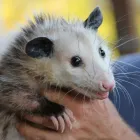 Business 10 image BUG YOU NOT PEST CONTROL AND RODENT REMOVAL Wildlife Nuisance Control in Carrollton TX