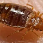 Business 12 image BUG YOU NOT PEST CONTROL AND RODENT REMOVAL Wildlife Nuisance Control in Carrollton TX