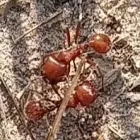 Business 1 image BUG ZAPPERS PEST & WEED CONTROL Bed Bugs in Moore OK