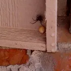 Business 2 image BUG ZAPPERS PEST & WEED CONTROL Bed Bugs in Moore OK