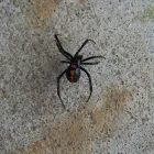 Business 3 image BUG ZAPPERS PEST & WEED CONTROL Bed Bugs in Moore OK