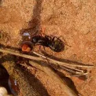 Business 4 image BUG ZAPPERS PEST & WEED CONTROL Bed Bugs in Moore OK