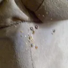 Business 5 image BUG ZAPPERS PEST & WEED CONTROL Bed Bugs in Moore OK