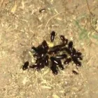 Business 7 image BUG ZAPPERS PEST & WEED CONTROL Bed Bugs in Moore OK