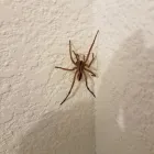 Business 8 image BUG ZAPPERS PEST & WEED CONTROL Bed Bugs in Moore OK