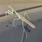 Business 9 image BUG ZAPPERS PEST & WEED CONTROL Bed Bugs in Moore OK