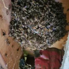 Business 10 image BUG ZAPPERS PEST & WEED CONTROL Bed Bugs in Moore OK