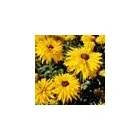 Business 2 image BURDICK'S HATBORO NEWS AGENCY Tobacco Shop in Hatboro PA