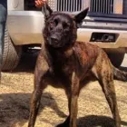 Business 2 image CALI K9 SAN FRANCISCO in San Francisco CA