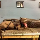 Business 3 image CALI K9 SAN FRANCISCO in San Francisco CA