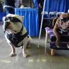 Business 4 image CALI K9 SAN FRANCISCO in San Francisco CA